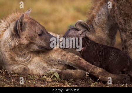 L'Hyène tachetée (Crocuta crocuta) avec de petits de 2 à 3 mois. Le Masai Mara National Reserve, Kenya, juillet Banque D'Images