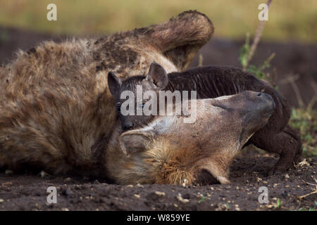 L'Hyène tachetée (Crocuta crocuta) jouant avec de petits 2-3mois. Le Masai Mara National Reserve, Kenya, juillet Banque D'Images