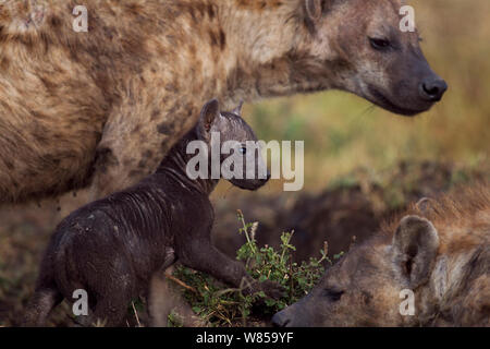 L'Hyène tachetée (Crocuta crocuta) avec de petits de 2 à 3 mois. Le Masai Mara National Reserve, Kenya, juillet Banque D'Images