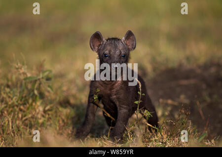 L'Hyène tachetée (Crocuta crocuta) pup âgés de 2 à 3 mois. Le Masai Mara National Reserve, Kenya, juillet Banque D'Images