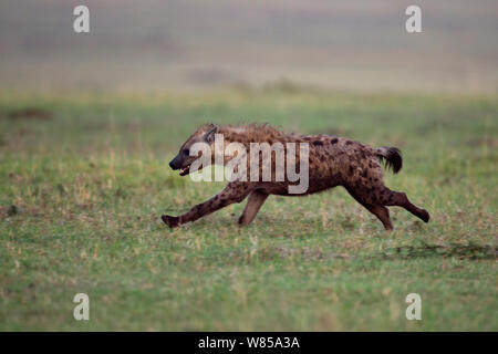 L'Hyène tachetée (Crocuta crocuta) d'exécution. Le Masai Mara National Reserve, Kenya. Août Banque D'Images