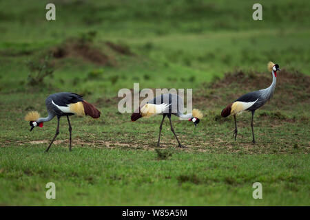 Gris ou le sud de grues couronnées (Balearica regulorum) de nourriture. Le Masai Mara National Reserve, Kenya. Août Banque D'Images