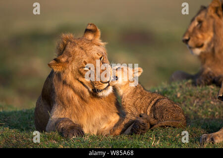 Lion (Panthera leo) mâle sub-adulte jouant avec cub âgés de 4 à 6 mois. Le Masai Mara National Reserve, Kenya, septembre Banque D'Images