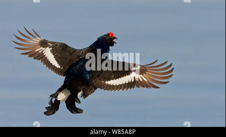 Tétras mâle (Lyrurus tetrix) affichage à lek, Utajarvi, Finlande, avril. Banque D'Images