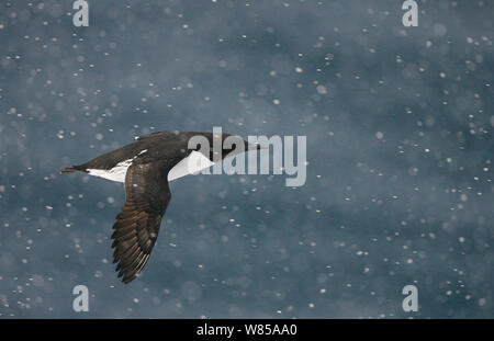 Guillemot (Uria aalge) survolant la mer en chute de neige, de Vardo, Norvège, mars. Banque D'Images