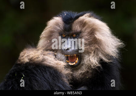 Le macaque à queue de lion (Macaca silène) jouer les combats. La Réserve de tigres de Anamalai, Western Ghats, Tamil Nadu, Inde. Banque D'Images