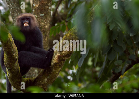 Langur de Nilgiri (écureuil) johni de l'arborescence. La Réserve de tigres de Anamalai, Western Ghats, Tamil Nadu, Inde. Banque D'Images