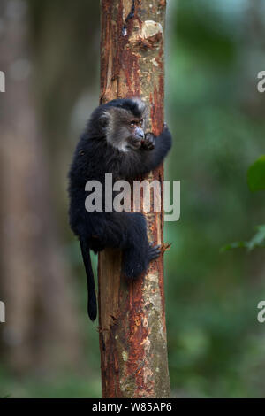 Lion-tailed macaque (Macaca silène) bébé de 18 mois s'accrochant à un arbre. La Réserve de tigres de Anamalai, Western Ghats, Tamil Nadu, Inde. Banque D'Images