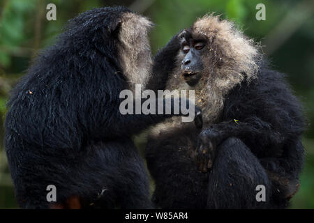 Le macaque à queue de lion (Macaca silène) toilettage. La Réserve de tigres de Anamalai, Western Ghats, Tamil Nadu, Inde. Banque D'Images