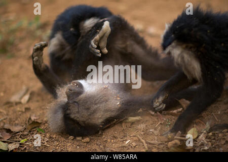 Le macaque à queue de lion (Macaca silène) la lecture. La Réserve de tigres de Anamalai, Western Ghats, Tamil Nadu, Inde. Banque D'Images