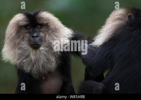 Le macaque à queue de lion (Macaca silène) toilettage. La Réserve de tigres de Anamalai, Western Ghats, Tamil Nadu, Inde. Banque D'Images