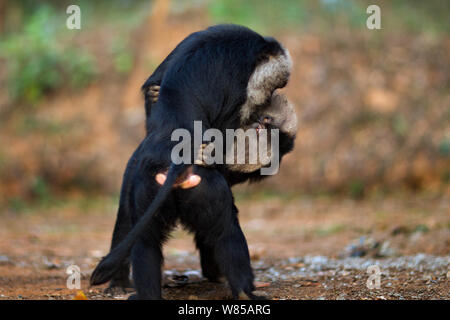 Le macaque à queue de lion (Macaca silène) jouer les combats. La Réserve de tigres de Anamalai, Western Ghats, Tamil Nadu, Inde. Banque D'Images