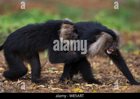 Le macaque à queue de lion (Macaca silène) la lecture. La Réserve de tigres de Anamalai, Western Ghats, Tamil Nadu, Inde. Banque D'Images