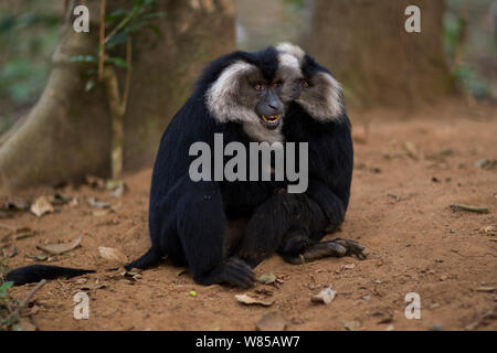 Le macaque à queue de lion (Macaca silène) la lecture. La Réserve de tigres de Anamalai, Western Ghats, Tamil Nadu, Inde. Banque D'Images