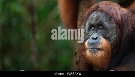L'orang-outan de Sumatra (Pongo abelii) mâle mature 'Halik' âgés de 26 ans portrait. Parc national de Gunung Leuser, Sumatra, Indonésie. Remis en état et publié (ou les descendants de ceux qui ont été libérés) entre 1973 et 1995. Banque D'Images