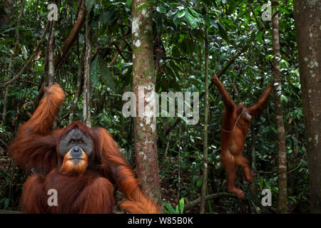 L'orang-outan de Sumatra (Pongo abelii) mâle mature 'Halik' âgés de 26 ans assis avec femelle 'Juni' âgés de 12 ans se balançant d'un arbre dans l'arrière-plan - point de vue grand angle. Parc national de Gunung Leuser, Sumatra, Indonésie. Remis en état et publié (ou les descendants de ceux qui ont été libérés) entre 1973 et 1995. Banque D'Images