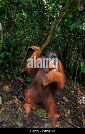 L'orang-outan de Sumatra (Pongo abelii) mâle mature 'Halik' âgés de 26 ans, inscrits dans une clairière. Parc national de Gunung Leuser, Sumatra, Indonésie. Remis en état et publié (ou les descendants de ceux qui ont été libérés) entre 1973 et 1995. Banque D'Images