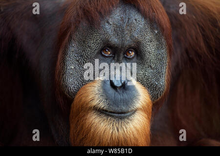 L'orang-outan de Sumatra (Pongo abelii) 'mae matures à l'âge de 26 ans Halik' portrait. Parc national de Gunung Leuser, Sumatra, Indonésie. Remis en état et publié (ou les descendants de ceux qui ont été libérés) entre 1973 et 1995. Banque D'Images