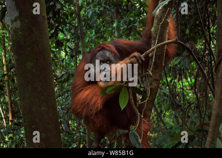 L'orang-outan de Sumatra (Pongo abelii) mâle mature 'Halik' âgés de 26 ans assis dans les arbres en charge par lianes. Parc national de Gunung Leuser, Sumatra, Indonésie. Remis en état et publié (ou les descendants de ceux qui ont été libérés) entre 1973 et 1995. Banque D'Images
