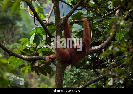 L'orang-outan de Sumatra (Pongo abelii) mâle mature 'Halik' âgés de 26 ans au repos dans un arbre. Parc national de Gunung Leuser, Sumatra, Indonésie. Remis en état et publié (ou les descendants de ceux qui ont été libérés) entre 1973 et 1995. Banque D'Images
