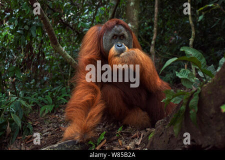L'orang-outan de Sumatra (Pongo abelii) mâle mature 'Halik' âgés de 26 ans assis dans une clairière. Parc national de Gunung Leuser, Sumatra, Indonésie. Remis en état et publié (ou les descendants de ceux qui ont été libérés) entre 1973 et 1995. Banque D'Images