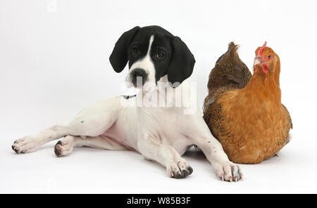 Pointer Anglais puppy 'Isla' 10 semaines, avec un poulet. Banque D'Images