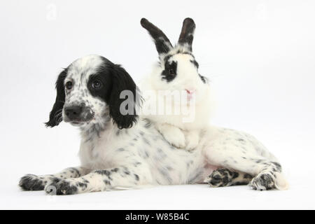 Le noir et blanc x Border Collie chiot Cocker, 11 semaines, avec le lapin, le bandit. Banque D'Images
