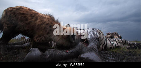 L'Hyène tachetée (Crocuta crocuta) (Crocuta crocuta) se nourrissant d'un zèbre tuer vu par les vautours à dos blanc (Gyps africanus). Le Masai Mara National Reserve, Kenya. Prises avec la caméra grand angle.