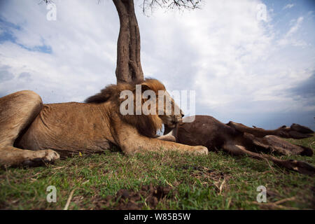 Lion (Panthera leo), avec un œil sur l'alimentation un kill. Le Masai Mara National Reserve, Kenya. Prises avec la caméra grand angle. Banque D'Images