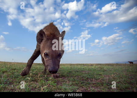 L'Hyène tachetée (Crocuta crocuta) approche avec curiosité. Le Masai Mara National Reserve, Kenya. Prises avec la caméra grand angle. Banque D'Images