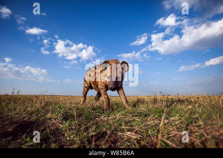 L'Hyène tachetée (Crocuta crocuta) approche avec curiosité. Le Masai Mara National Reserve, Kenya. Prises avec la caméra grand angle. Banque D'Images