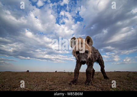 L'Hyène tachetée (Crocuta crocuta) pup approcher avec curiosité. Le Masai Mara National Reserve, Kenya. Prises avec la caméra grand angle. Banque D'Images