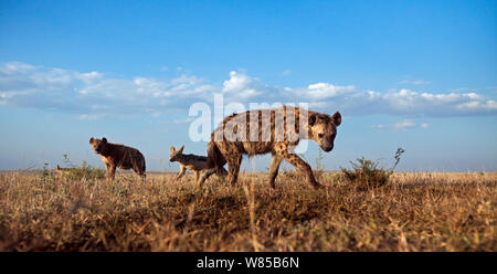 Les Hyènes tachetées (Crocuta crocuta) et le chacal (Canis mesomelas) approcher avec curiosité. Le Masai Mara National Reserve, Kenya. Prises avec la caméra grand angle. Banque D'Images