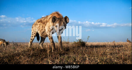 L'Hyène tachetée (Crocuta crocuta) approche avec curiosité avec le chacal (Canis mesomelas) dans l'arrière-plan. Le Masai Mara National Reserve, Kenya. Prises avec la caméra grand angle. Banque D'Images