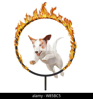 Petit chien saute par Hoop de feu Banque D'Images