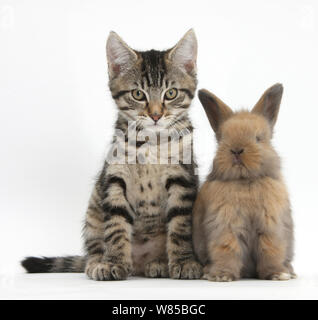Tabby kitten, Fosset, 12 semaines, avec bébé-cross de Lionhead rabbit, contre fond blanc retouchées numériquement Banque D'Images