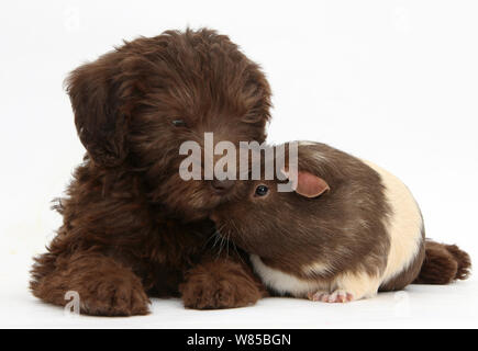Labradoodle puppy Chocolat, 9 semaines, avec le cobaye, against white background Banque D'Images