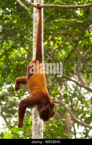 Singe hurleur (Alouatta rouge alonnatta) suspendu par queue préhensile. Captifs à Pilpintuwasi Animal orphelinat. Banque D'Images