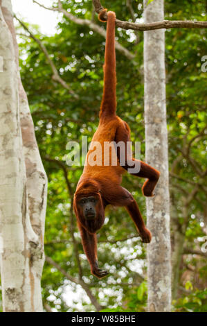 Singe hurleur (Alouatta rouge alonnatta) suspendu par queue préhensile. Captifs à Pilpintuwasi Animal orphelinat. Banque D'Images