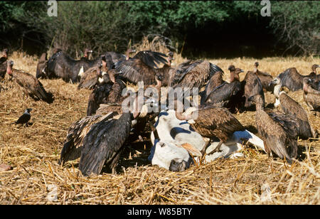 À croupion blanc indien (Gyps bengalensis) et à bec effilé (Gyps tenuirostris) se nourrissant de carcasses de vaches à Bharatpur, Inde Janvier 1990 - avant la crise due à la conservation du vautour indien médicament utilisé sur le bétail qui est fatale pour les vautours. Banque D'Images