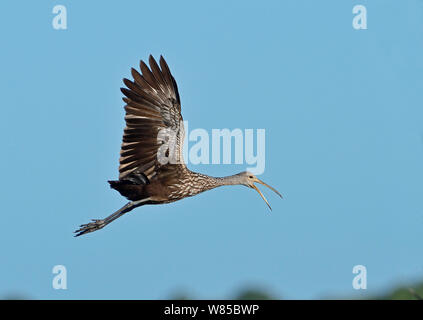 Aramus guarauna Limpkin (appelant) en vol, Florida, USA, mars. Banque D'Images