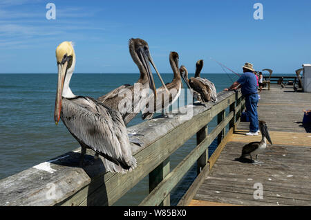 Pélican brun (Pelecanus occidentalis) sur le quai des pêcheurs, Florida, USA, mars. Banque D'Images