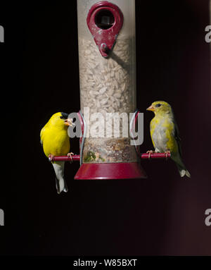 Chardonneret jaune (Carduelis tristis) paire sur jardin d'alimentation, Cape May, New Jersey, USA, mai. Banque D'Images