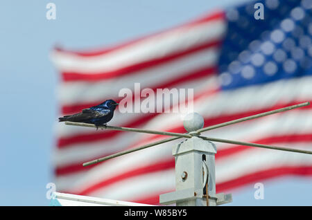 (Progne subis Hirondelle) perché en face du drapeau américain, Cape May, New Jersey, USA, mai. Banque D'Images