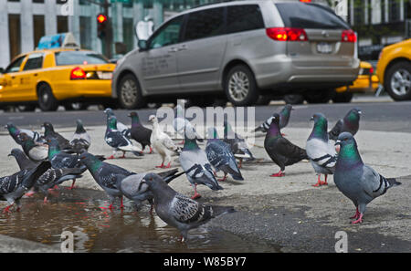 Pigeons sauvages (Columba livia) sur la chaussée, avec des voitures et des taxis, New York City, USA, mai. Banque D'Images