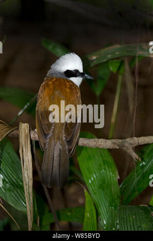 White-crested rire Bicknell (Garrulax leucolophus) Singapour. Banque D'Images