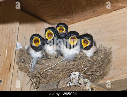 L'hirondelle rustique (Hirundo rustica) Appelant les poussins dans le nid le CLAJ, Norfolk, Angleterre, Royaume-Uni, septembre. Banque D'Images