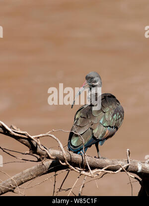 (Bostrychia hagedash Ibis hagedash) Samburu, Kenya. Banque D'Images