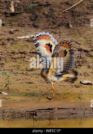 Sunbittern (Eurypyga helias) étend les ailes, Amazon, le Pérou. Banque D'Images