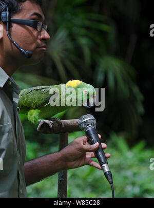 Amigo, une amazone à nuque jaune (Amazona auropalliata) singing into microphone, star du "Show' Buddies N oiseaux de Jurong Bird Park, à Singapour, en novembre 2011. Banque D'Images